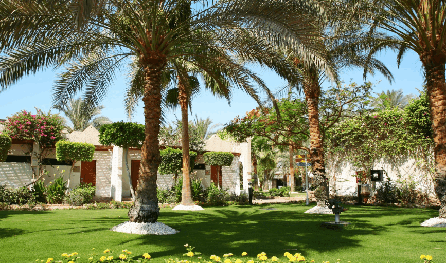 Palm Tree Sales